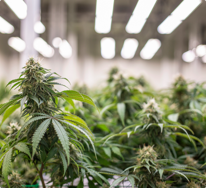 Metric Image | An individal inspecting a cannabis plant